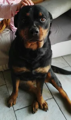 Chien perdu Rottweiler