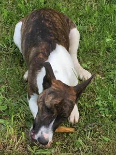 Chien trouvé Fox-Terrier