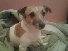 Chien perdu Jack-Russell-Terrier