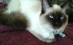 Chat perdu Sacré de Birmanie