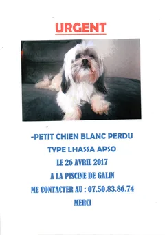 Chien perdu Lhassa Apso