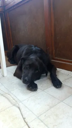 Chien trouvé Labrador-Retriever