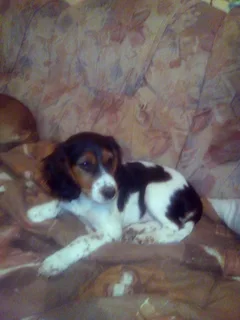 Chien perdu Cocker Anglais