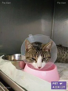 Chat trouvé Européen