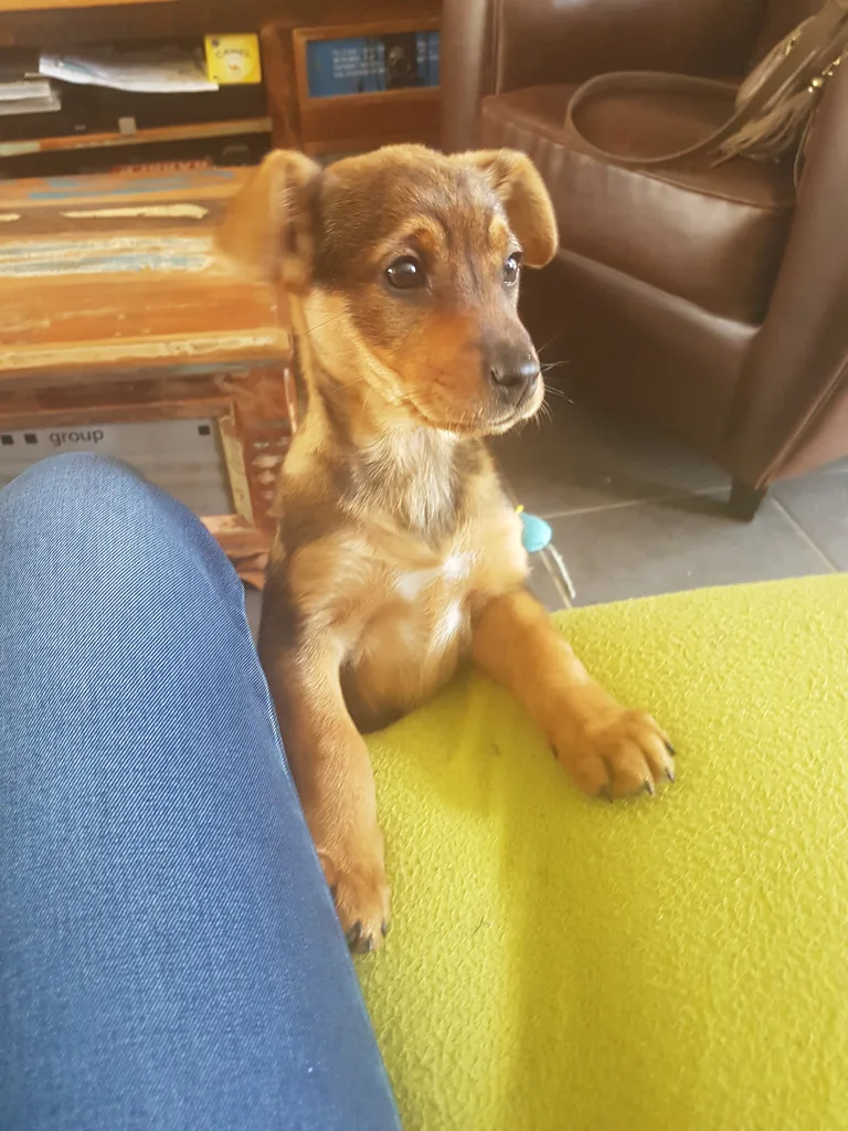 Chien trouvé