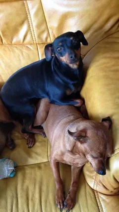Chien perdu Pinscher