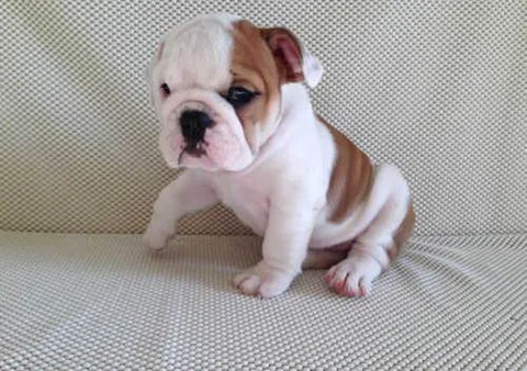 Chien trouvé