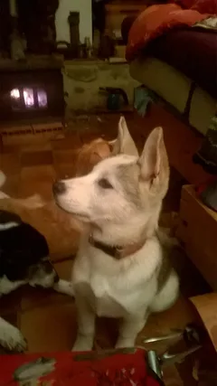 Chien perdu Akita Inu