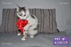 Chat perdu Européen