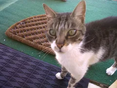 Chat perdu Européen