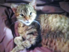 Chat perdu Européen