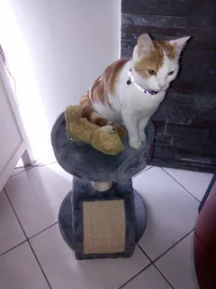 Chat perdu Européen