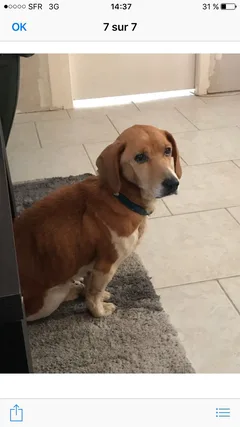 Chien perdu Beagle