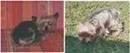Chien perdu Yorkshire Terrier