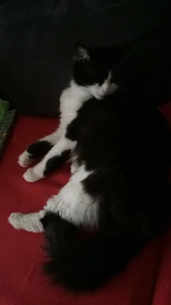 Chat trouvé Européen
