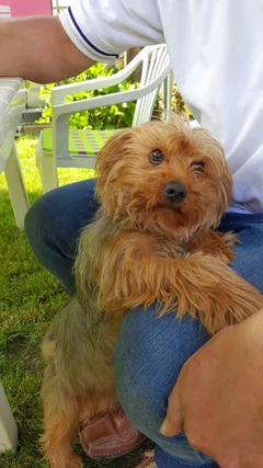 Chien perdu Yorkshire Terrier