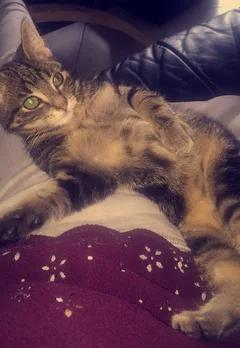 Chat perdu Européen