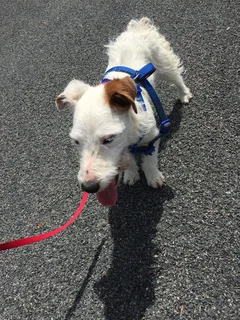 Chien trouvé Jack-Russell-Terrier