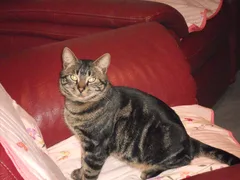 Chat perdu Européen