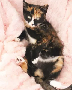 Chat perdu Européen