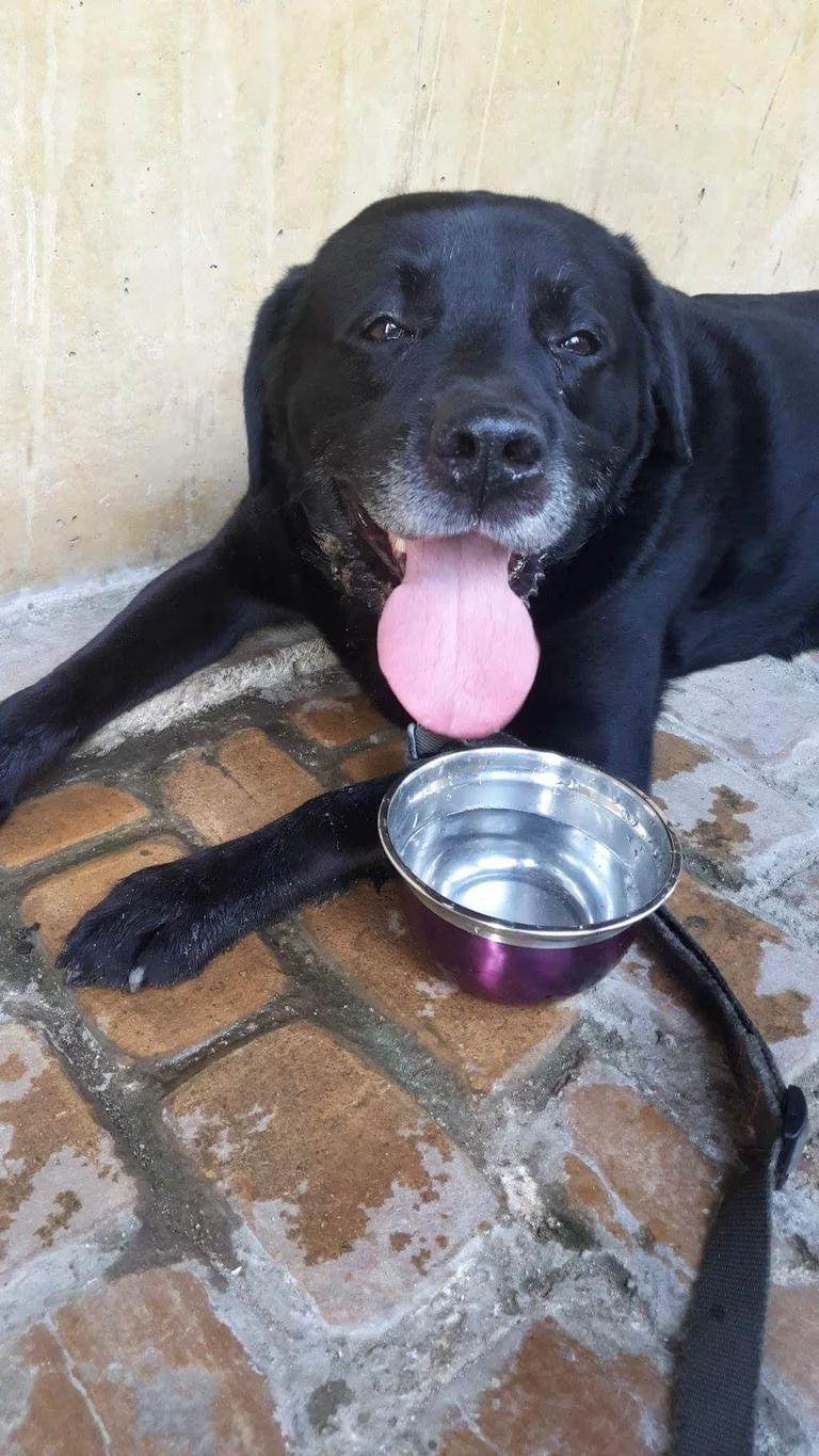 Chien trouvé