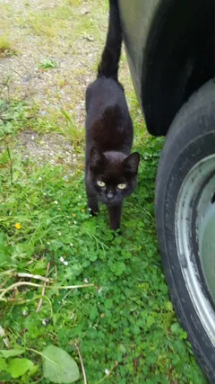 Chat trouvé Sans race particulière