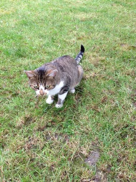 Chat trouvé