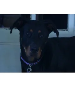 Chien perdu Beauceron