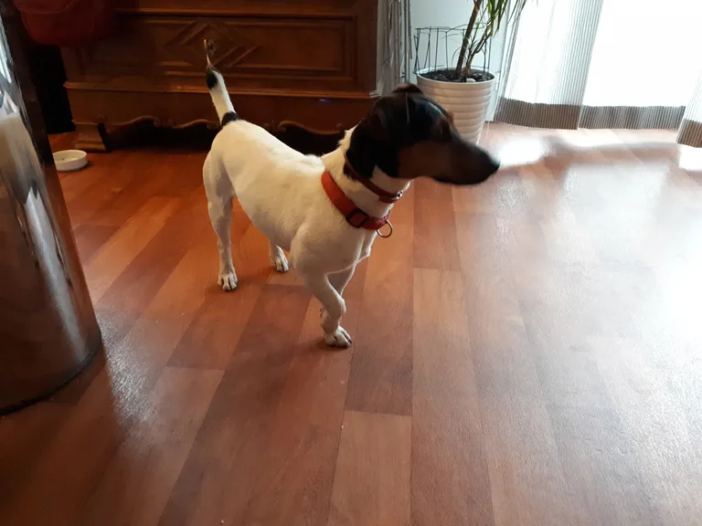 Chien trouvé