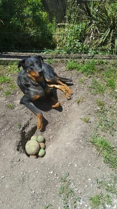 Chien perdu Beauceron