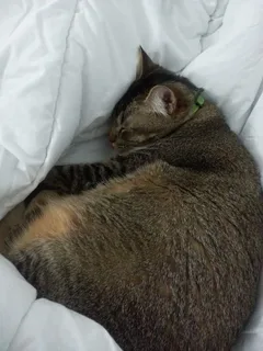 Chat perdu Européen