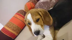 Chien trouvé Beagle