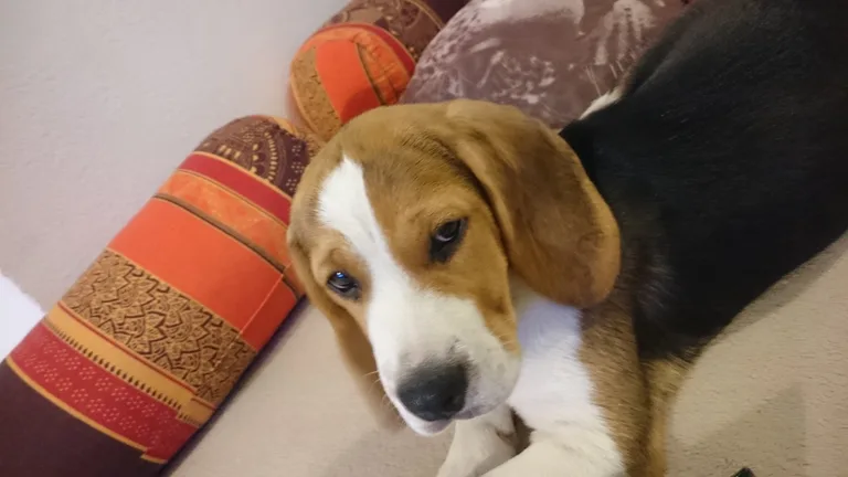Chien trouvé