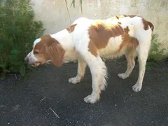 Chien trouvé Epagneul Breton