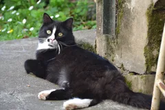 Chat perdu Européen