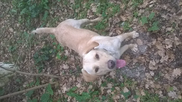 jack