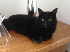 Chat perdu Sans race particulière