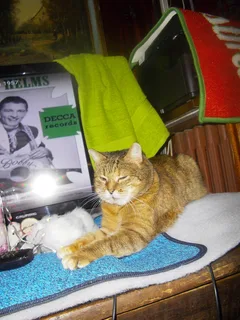 Chat perdu Européen