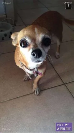 Chien perdu Chihuahua