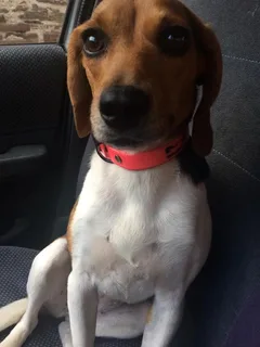 Chien perdu Beagle