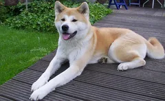 Chien perdu Akita Inu