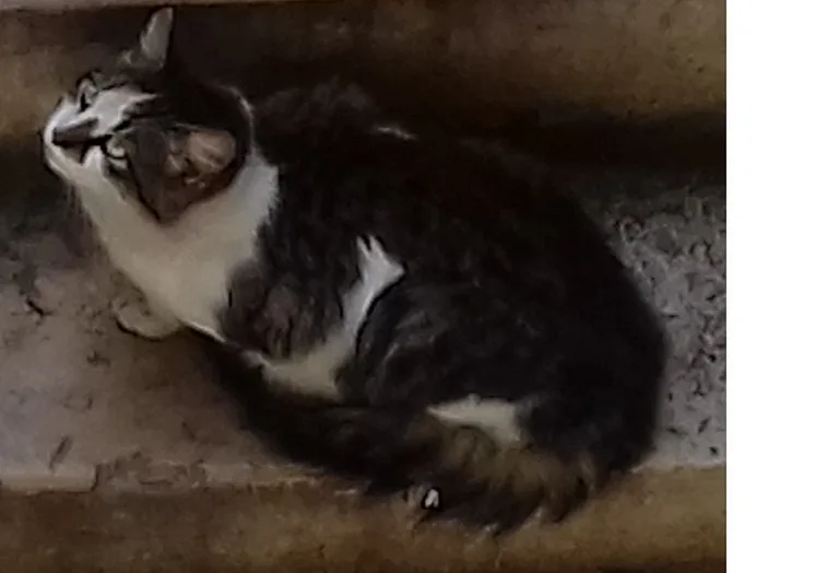 Chat trouvé