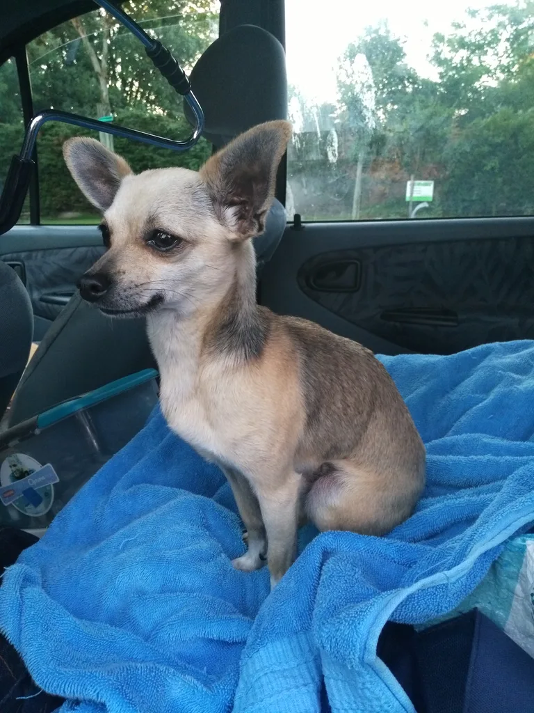 Chien trouvé