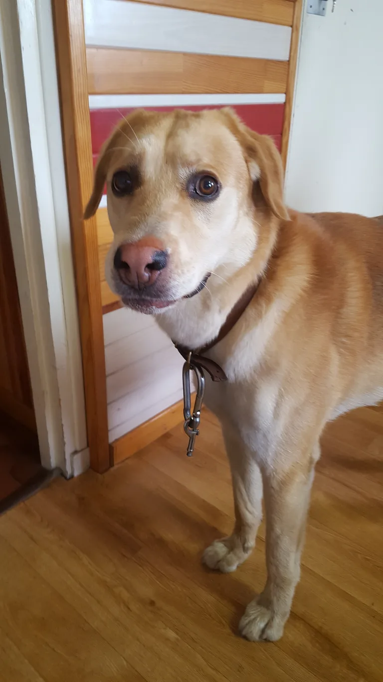 Chien trouvé