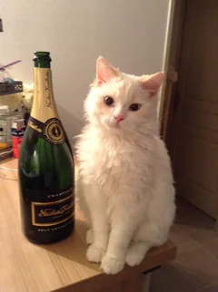 Chat perdu Selkrirk Rex
