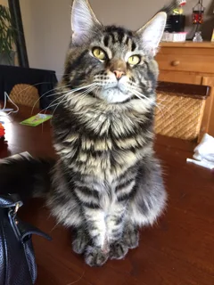 Chat perdu Maine Coon