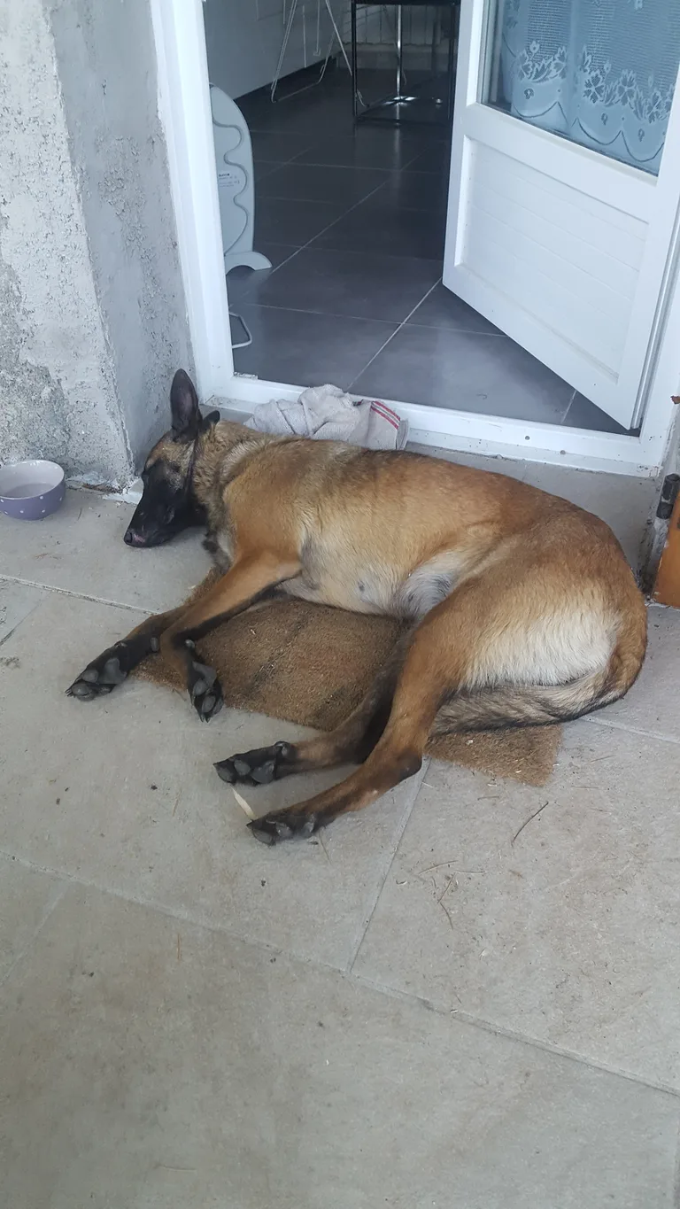 Chien trouvé