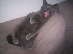 Chat perdu Chartreux