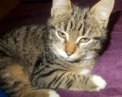 Chat perdu Européen