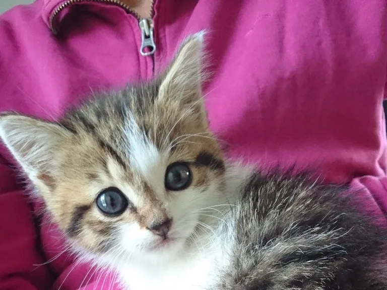 Chat trouvé